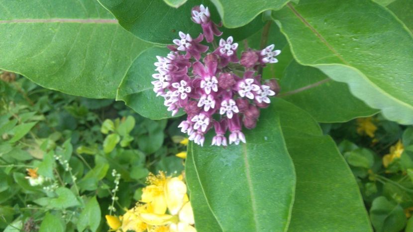  - Gradina flori 2017