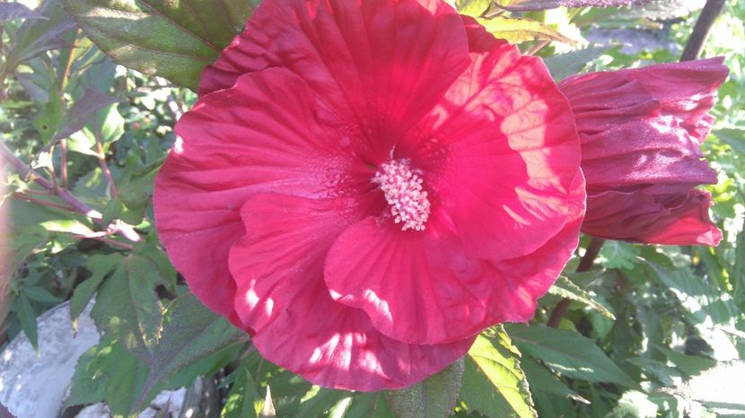HM Cranberry Crush - Gradina flori 2017
