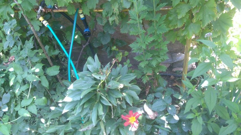  - Gradina flori 2017