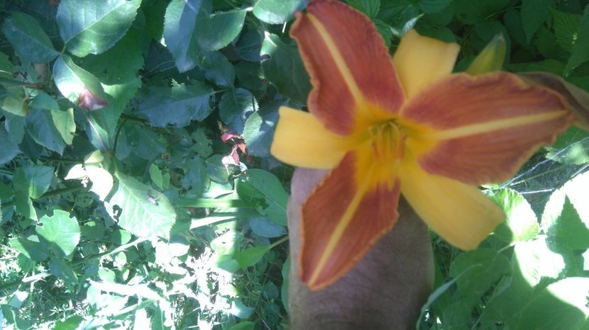 Banbury Contrast - Gradina flori 2017