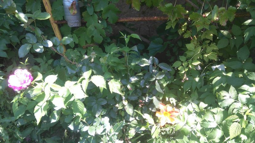  - Gradina flori 2017