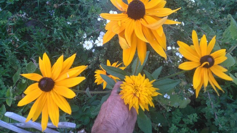  - Gradina flori 2017