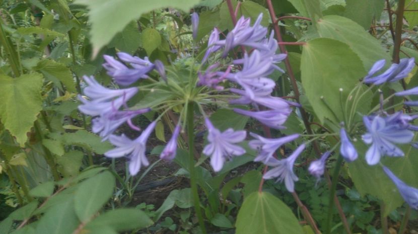 agapanthus bleo - Gradina flori 2017