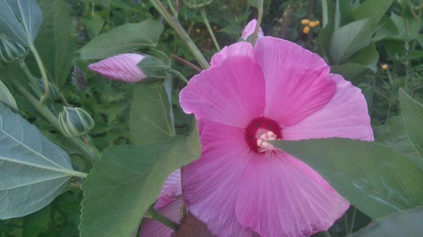  - Gradina flori 2017