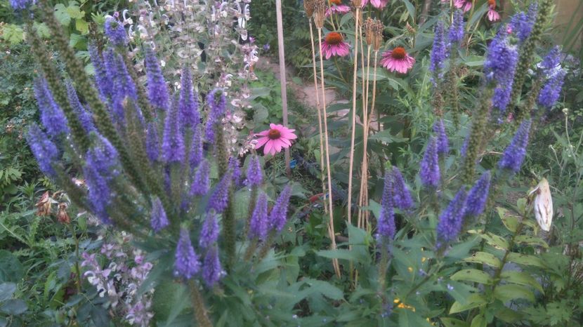 Veronica - Gradina flori 2017