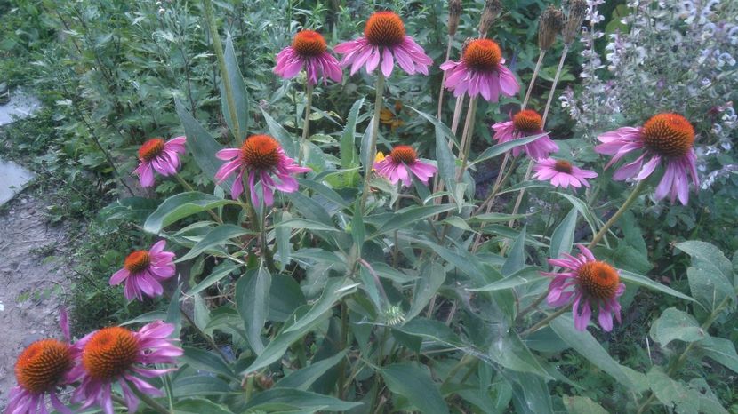  - Gradina flori 2017
