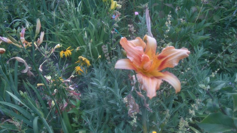  - Gradina flori 2017