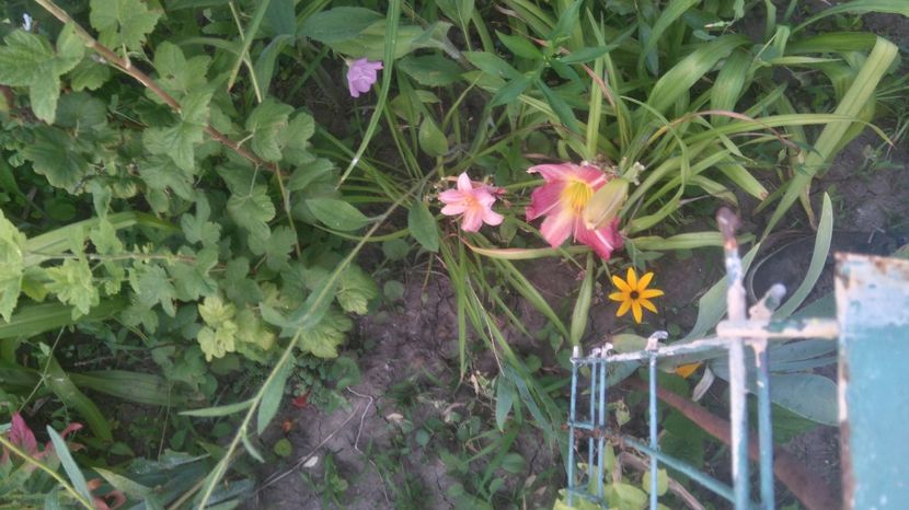  - Gradina flori 2017