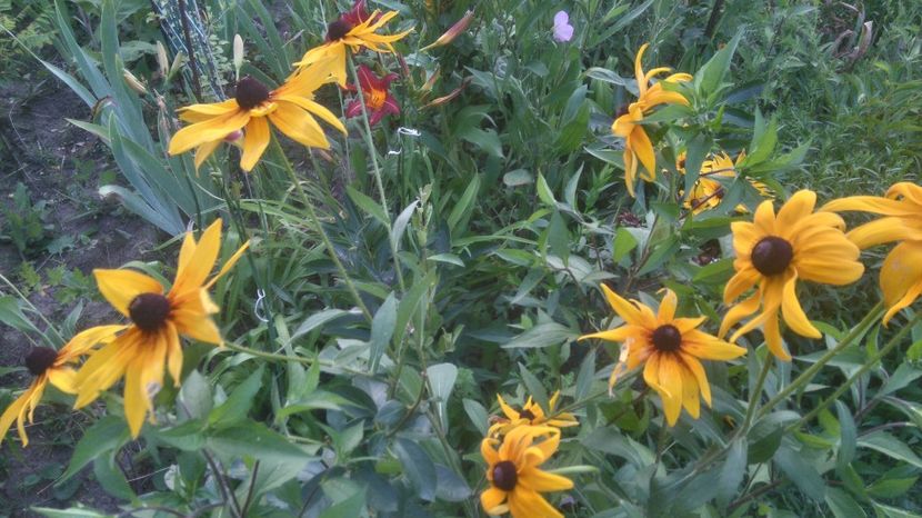  - Gradina flori 2017