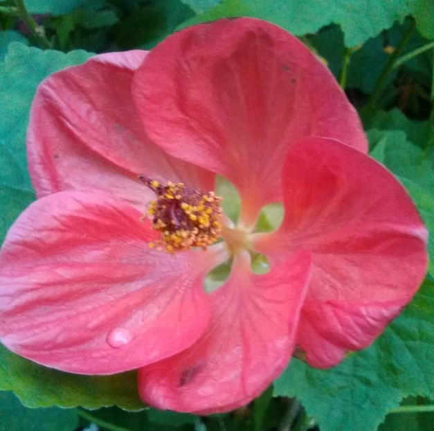  - colecția mea de abutiloni din seminte