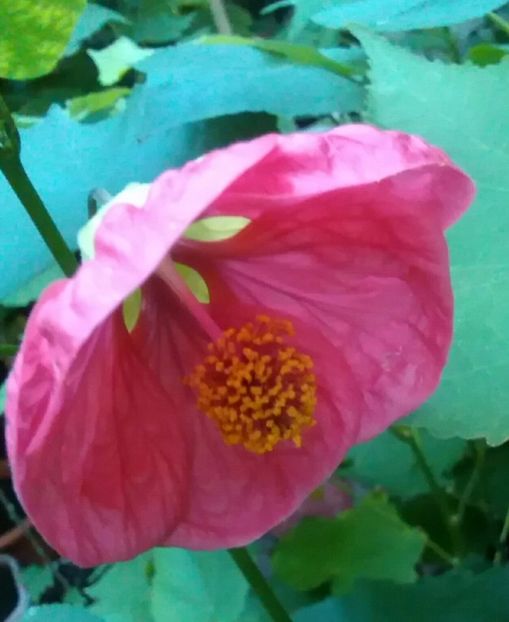  - colecția mea de abutiloni din seminte