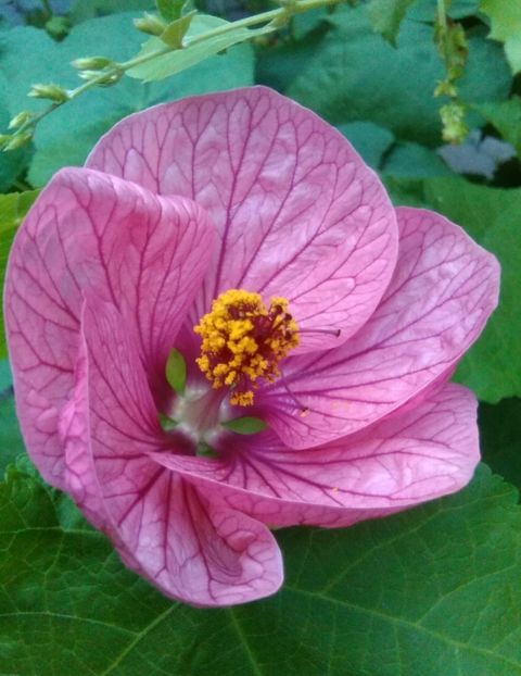  - colecția mea de abutiloni din seminte