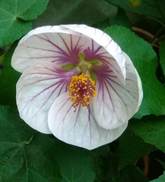  - colecția mea de abutiloni din seminte