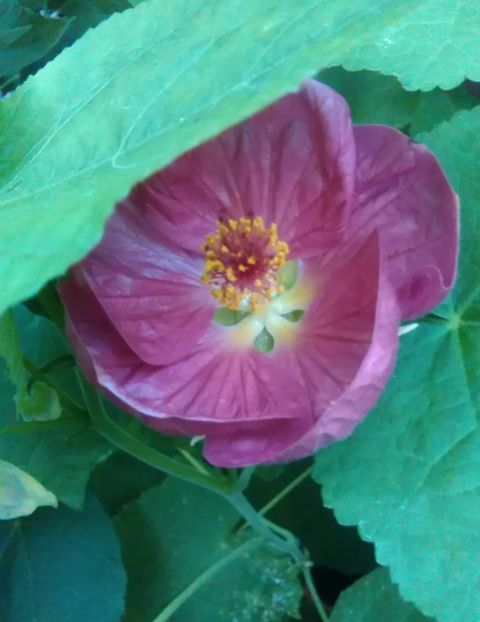  - colecția mea de abutiloni din seminte