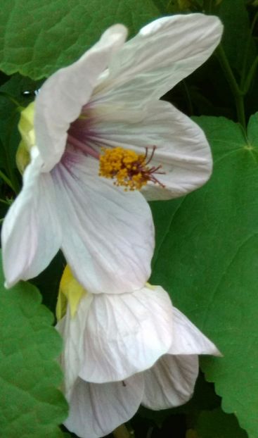  - colecția mea de abutiloni din seminte