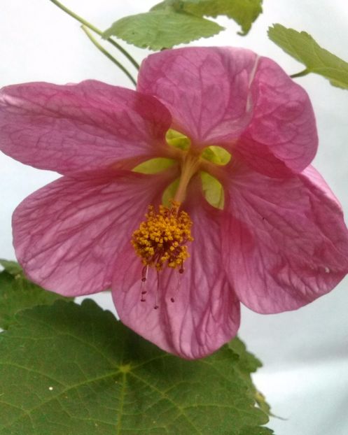  - colecția mea de abutiloni din seminte