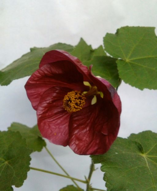  - colecția mea de abutiloni din seminte