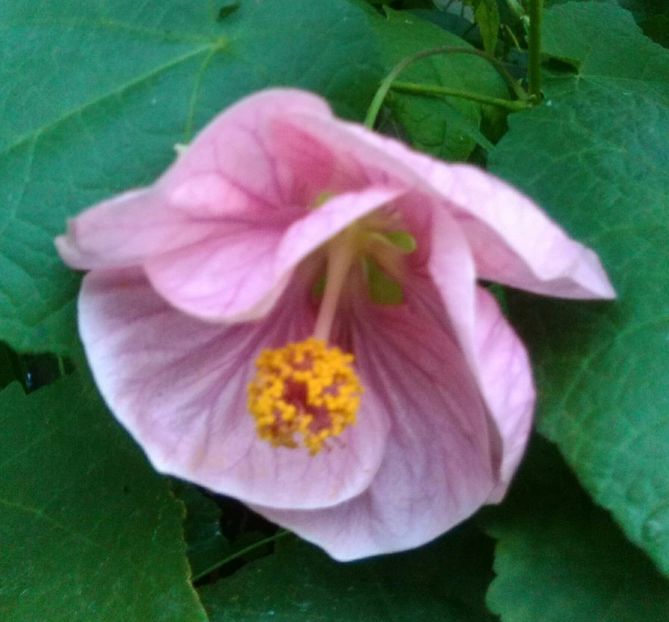  - colecția mea de abutiloni din seminte