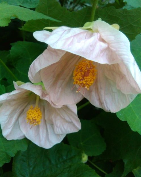  - colecția mea de abutiloni din seminte