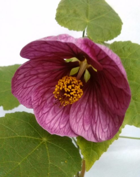  - colecția mea de abutiloni din seminte