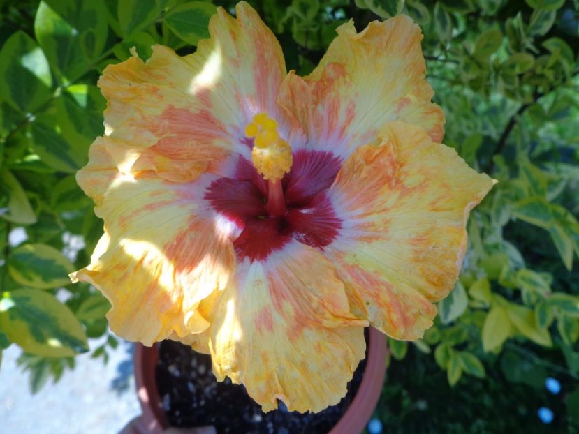 TOPANGA - A- HIBISCUS 2017