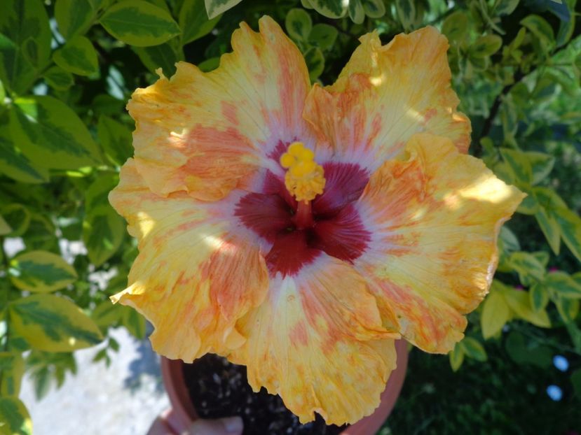 - A- HIBISCUS 2017