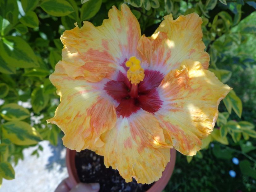  - A- HIBISCUS 2017