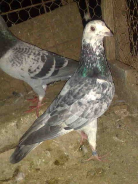 193-mascul - X-Porumbei vinduti