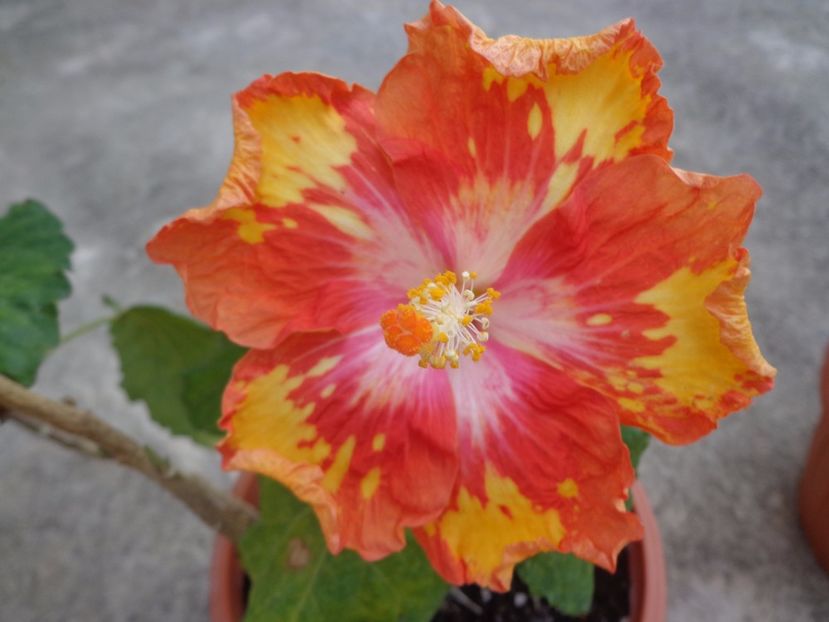  - A- HIBISCUS 2017