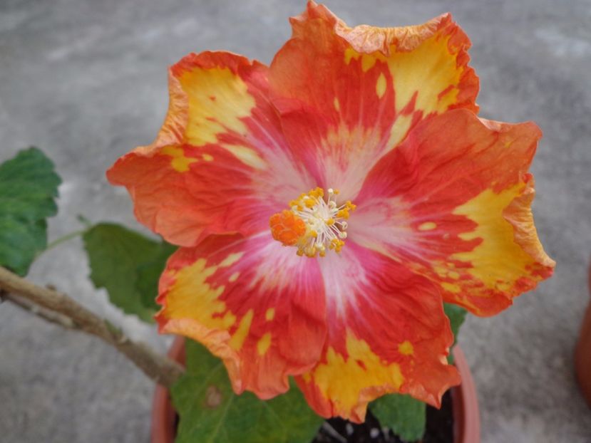  - A- HIBISCUS 2017