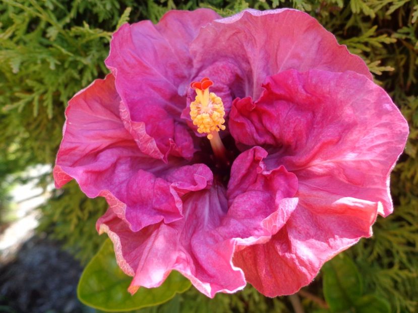  - HIBISCUS LILAC WINE