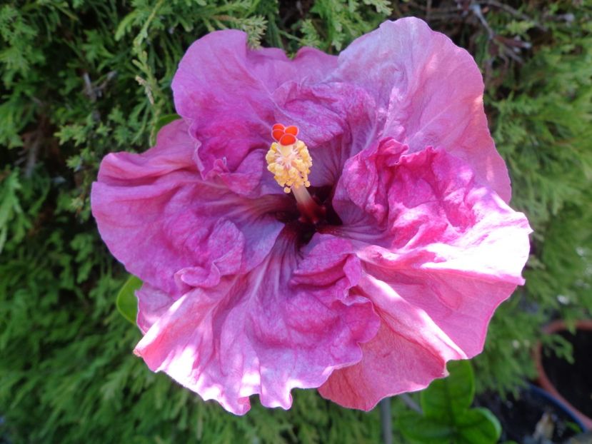  - HIBISCUS LILAC WINE