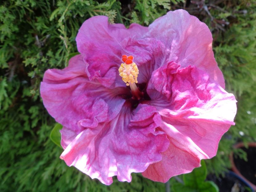  - HIBISCUS LILAC WINE