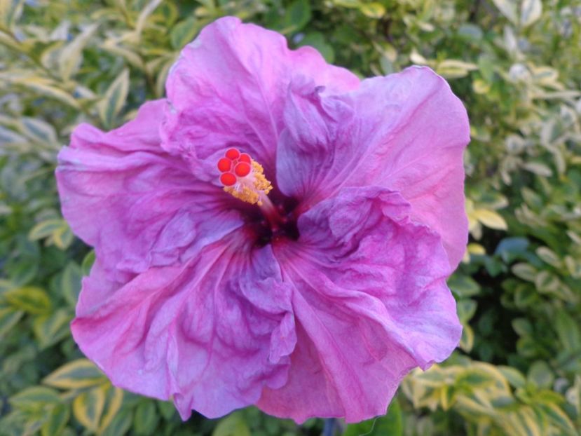  - HIBISCUS LILAC WINE