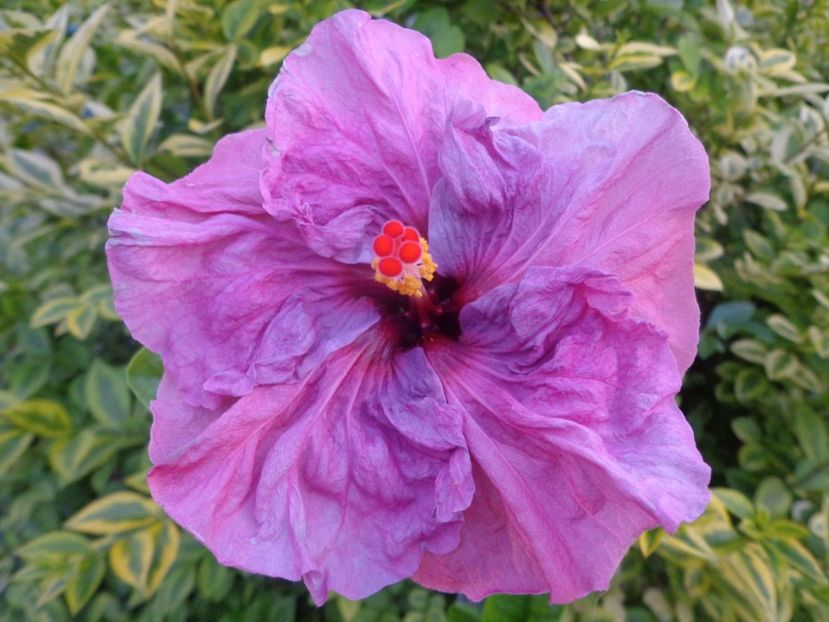  - HIBISCUS LILAC WINE