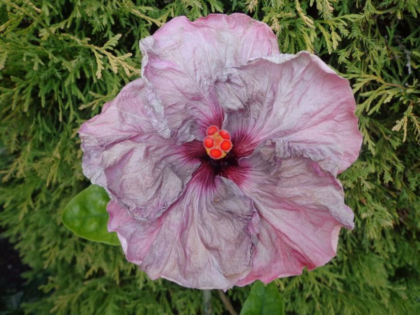  - HIBISCUS LILAC WINE