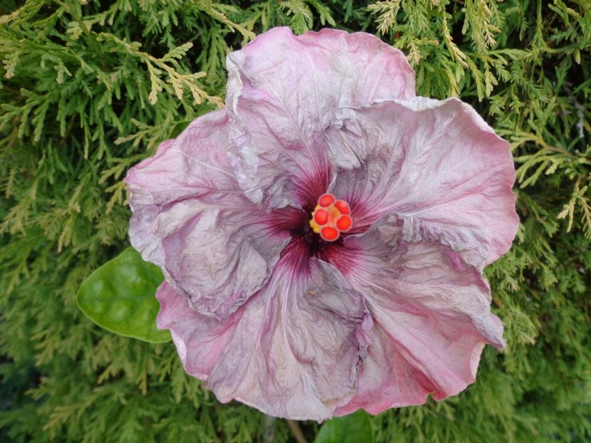  - HIBISCUS LILAC WINE