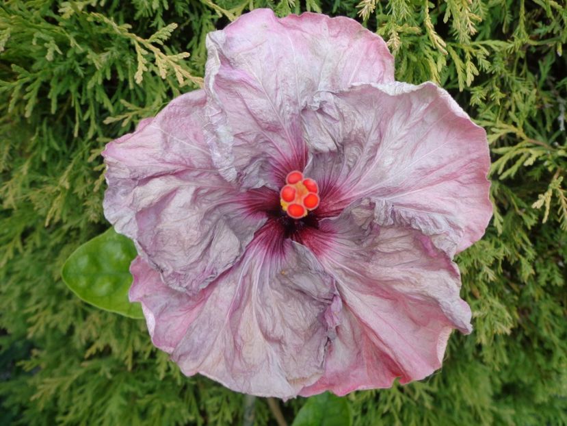  - HIBISCUS LILAC WINE