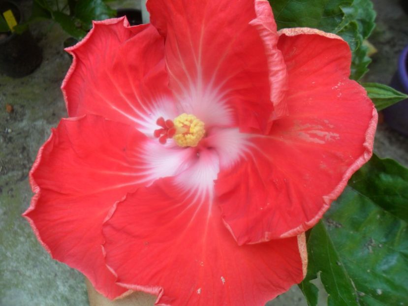 RO V Yassmin - zz-hibiscusi din seminte