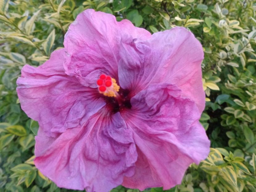 lilac wine - A- HIBISCUS 2017