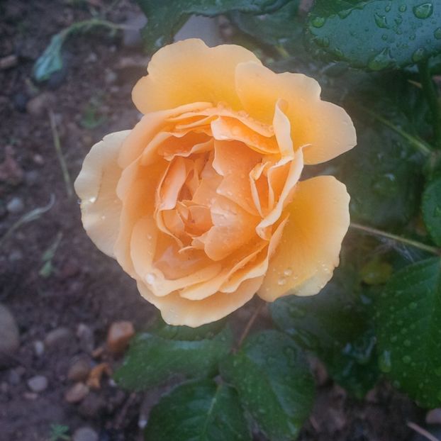 amber queen - trandafiri 2017