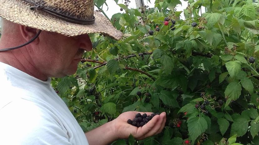 received_454198714935489 - ZMEURA NEAGRA-BLACK JEWEL