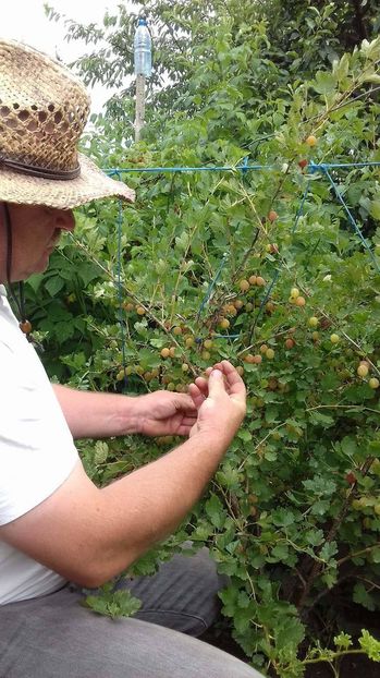 received_454198694935491 - AGRIS NEGRU ROSU GALBEN