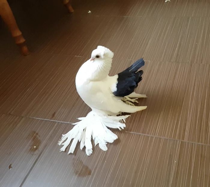 11.07.2017 (8) - pui 2017