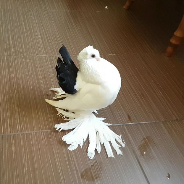 11.07.2017 - pui 2017