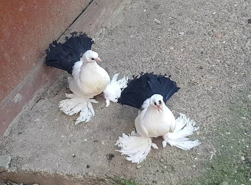 11.07.2017 (1) - pui 2017