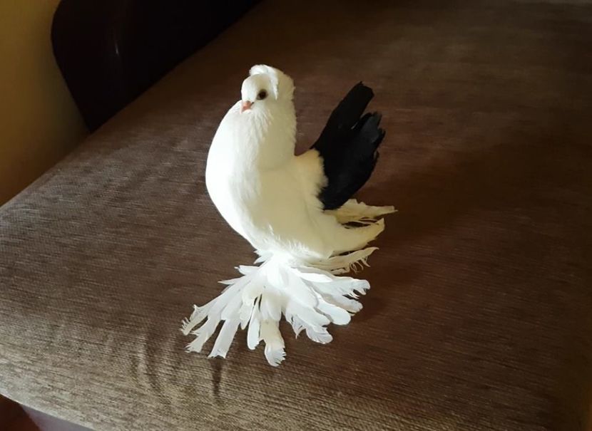 11.07.2017 (2) - pui 2017