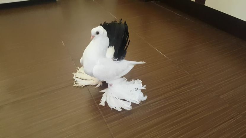 11.07.2017 (5) - pui 2017