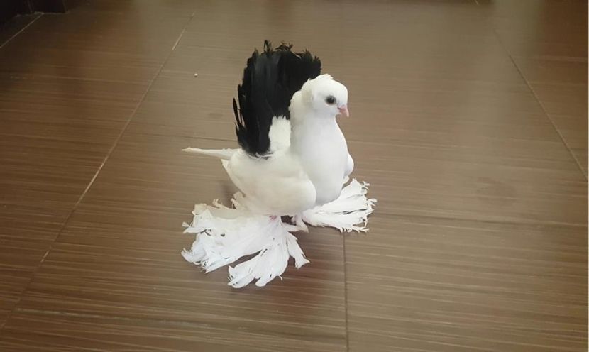 11.07.2017 (6) - pui 2017