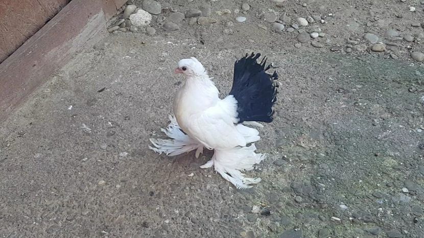 11.07.2017 (7) - pui 2017